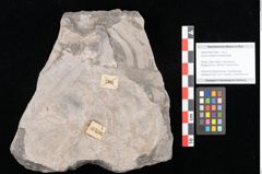 Foto (Objekt + Etikett) von Laurus cretacea Ettingshausen (NHMW-GEO-2024-0188-10596)